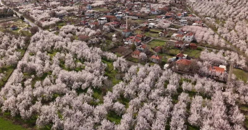 Malatya da kayısı ağaçları çiçek açtı: Geçen yıl zirai don vurmuştu!