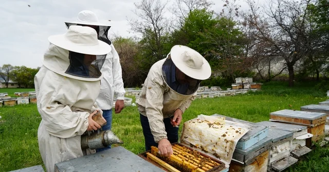 Kış uykusundan uyanan arılar Erzincan da yeni sezona hazırlanıyor Erzincan Haberleri