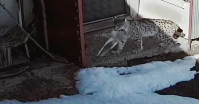 Bayburt ta vaşağın tavşan avı kamerada Bayburt Haberleri