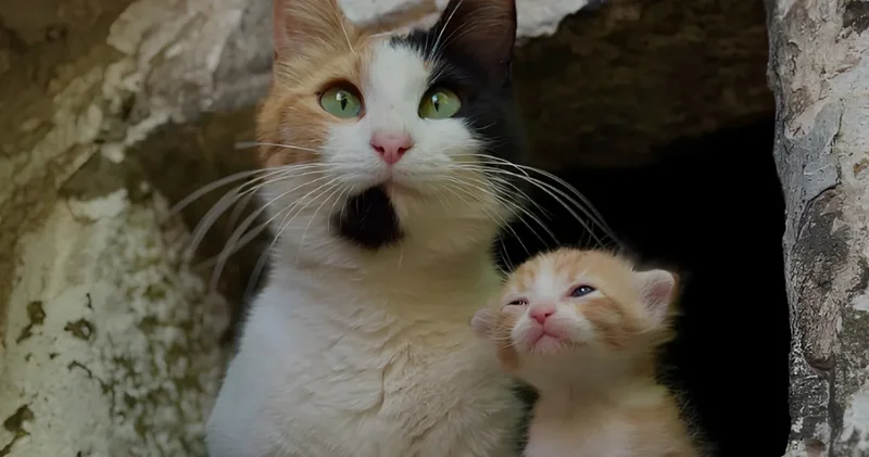 Topkapı nın yeni prensi Simba kalpleri eritti