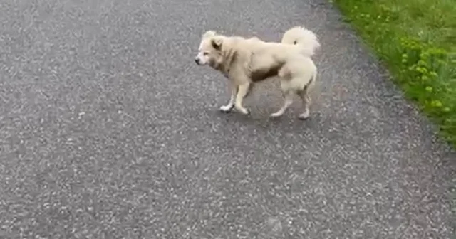 Can korkusuyla aldığı kurusıkı, işsizliğe sebep oldu Sokak köpeği korkusu sonrası belediyeye öfke: Bana değer vermeyen belediyeye ben de değer vermem Sakarya Haberleri