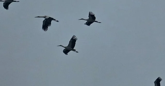 Bandırma semalarında baharın habercisi leylekler görüntülendi Binlerce leylek Bandırma da görüntülendi, gökyüzünde bahar dansı Balıkesir Haberleri