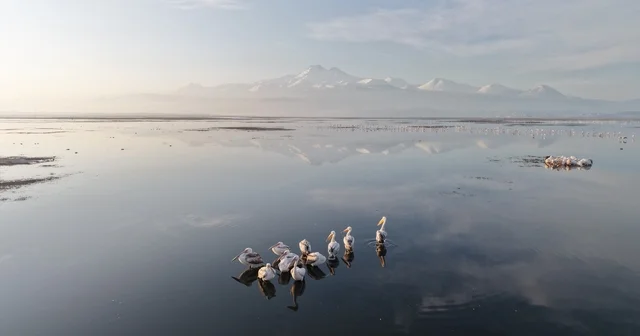 Kayseri nin ilk pelikanları geldi Pelikanlar uykularında dronla görüntülendi Kayseri Haberleri