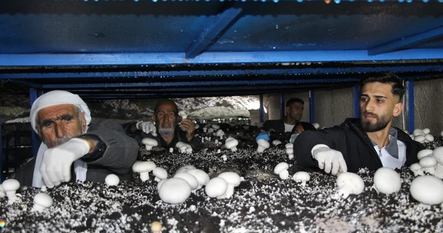 2 bin yıllık tarihi mağarada mantar üretim tesisi kurdu Tarihi mağara ekonomiye kazandırıldı Dededen kalan mağara, aileye geçim kaynağı oldu Şırnak Haberleri
