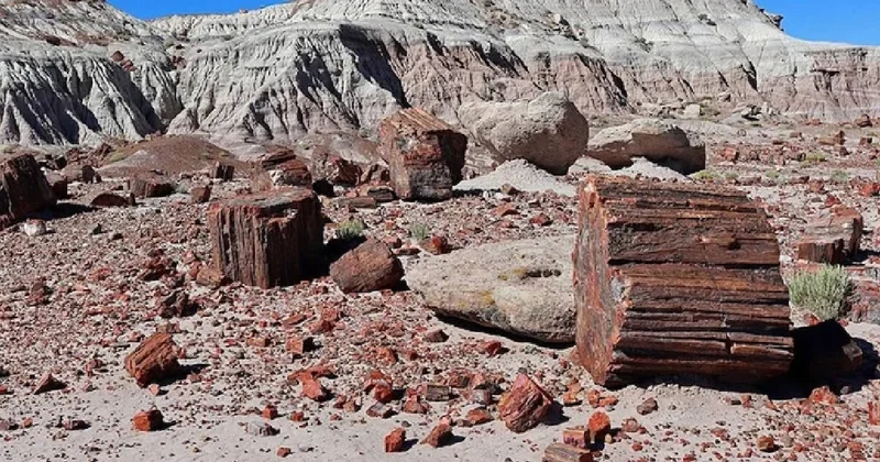 Lanetli orman olarak biliniyor: Her şey taşa dönüştü Sözcü Gazetesi