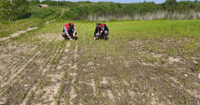 Edirne de su baskınının zarar verdiği tarım arazilerinde hasar tespit çalışmaları tamamlandı Edirne Haberleri