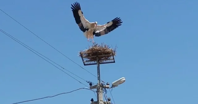 Sazlı da leylekler yeni yuvasına kavuştu Aydın Haberleri