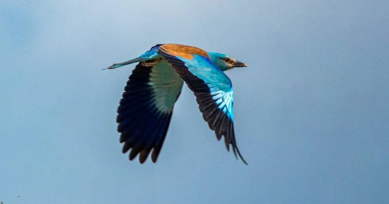 Nadir haberci kuş Türkiye de görüldü Sözcü Gazetesi