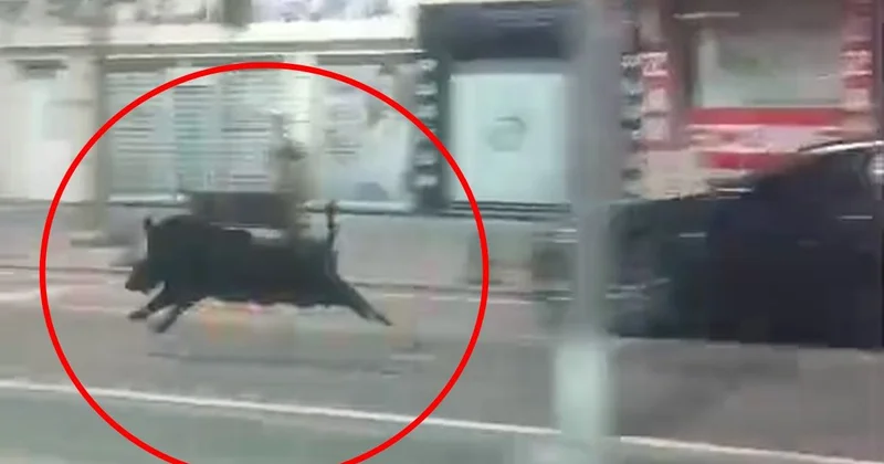 Batman da Domuz Kent Merkezine İndi: 3 Kişiyi Yaraladı