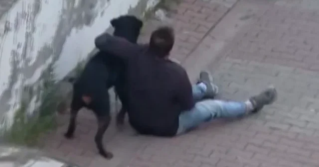 Ağızlıksız gezdirilen rottweiler dehşet saçtı: Saldırgan köpeğini alıp olay yerinden kaçtı VİDEO İZLE
