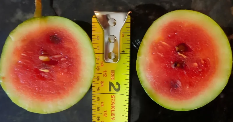 Yumurta büyüklüğünde, GDO içermeyen minyatür karpuz üretildi