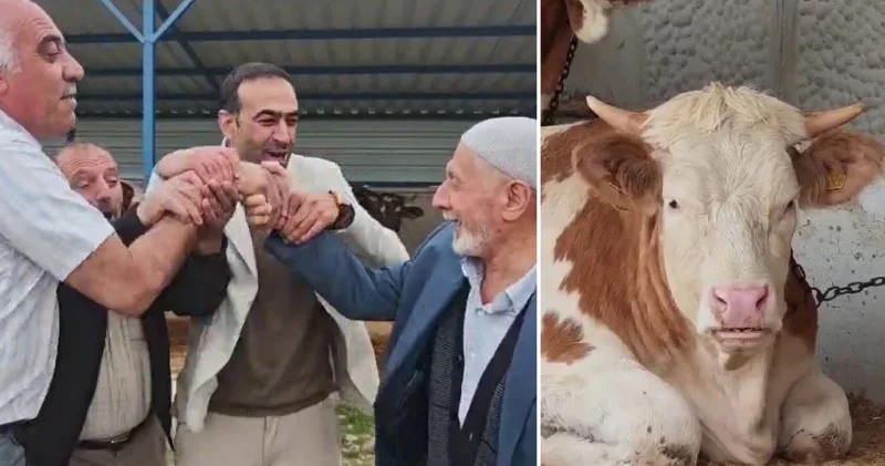 KURBANLIK FİYATLARINDA SON DURUM: Kurban pazarında hareketlilik başladı! Büyükbaş kurbanlık fiyatları ne kadar? Türkiye Ekonomisi Haberleri