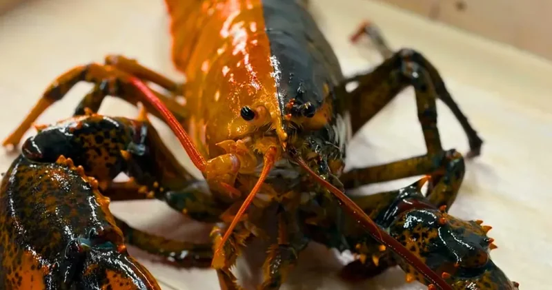 50 milyonda bir görülen canlı son anda yemek olmaktan kurtuldu