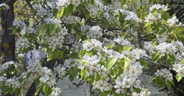 Çiçek açan armut ağacının güzelliği Eskişehir Haberleri