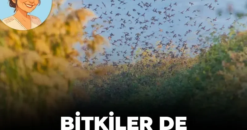 Bitkiler valizini topladı Kuzeydoğu’ya göç ediyor
