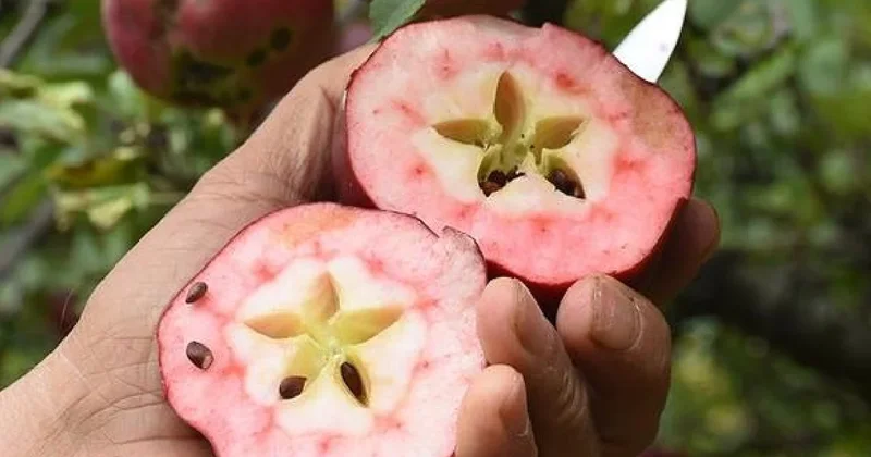 Dünyada eşi benzeri yok: Benzersiz elma Türkiye nin sadece bir ilçesinde yetişiyor Sözcü Gazetesi
