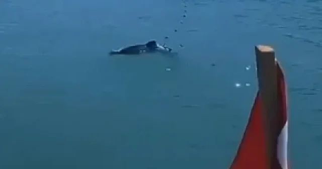 Yavru yunusun imdadına balıkçı yetişti VİDEO İZLE