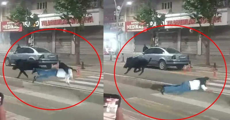 Şehir merkezine inen yaban domuzu ortalığı birbirine kattı! Yaralılar var Sözcü Gazetesi