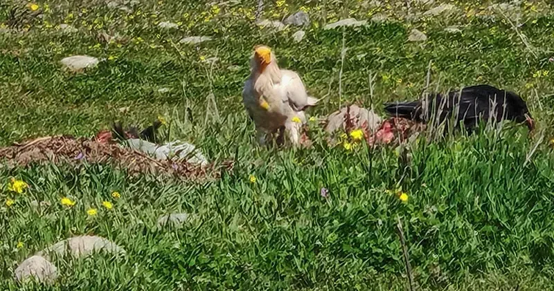 Bolu’da nesli tehlikedeki Mısır akbabaları görüntülendi