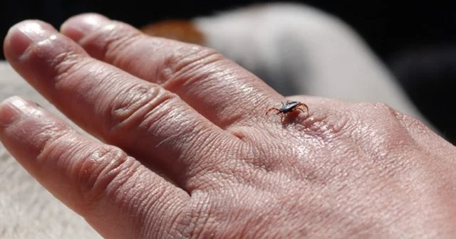 Erzincan da kene sezonu açıldı Doğada bulunurken kene popülâsyonuna dikkat! Erzincan Haberleri