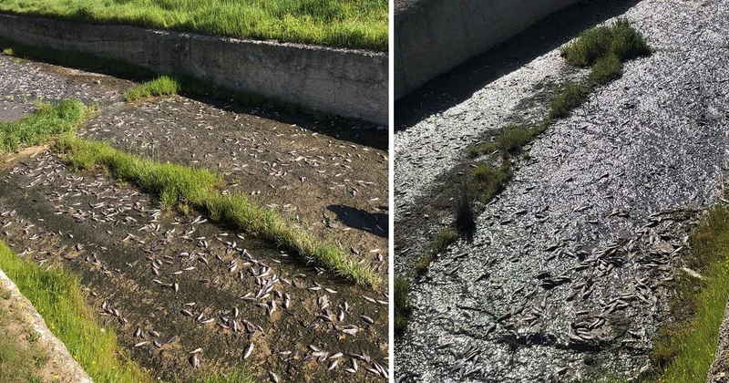 Ulaş Gölü nde toplu balık ölümleri inceleniyor