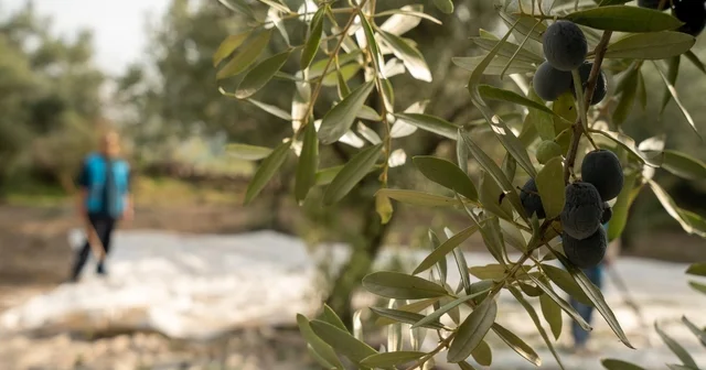 Akhisar da zeytin için tarihi buluşma UNESCO tescilli gelenek masaya yatırılacak Manisa Haberleri
