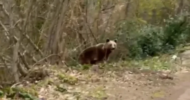 Kastamonu da ayı ve karacalar cep telefonu kamerasıyla görüntülendi VİDEO İZLE