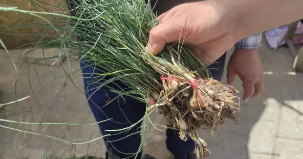 Batman haberleri Çeyrek altını solladı! Kilogram fiyatı 15 bin TL 28 Nisan 2026