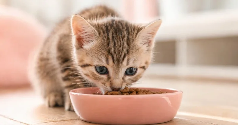 Kedilerin mamayı bir anda bırakmasının nedeni buymuş Sözcü Gazetesi