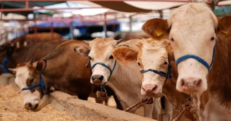 Kurban pazarında hareketlilik başladı