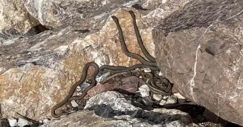 Gören gözlerine inanamıyor! Adeta yılan adası