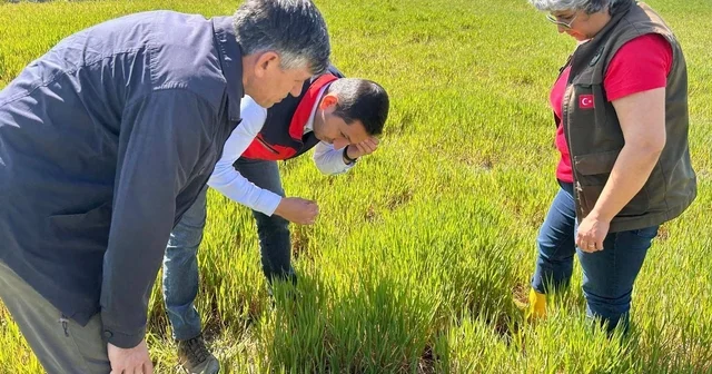 Hububat ta görülen süne ve diğer zararlılara karşı kontroller başladı Afyonkarahisar Haberleri