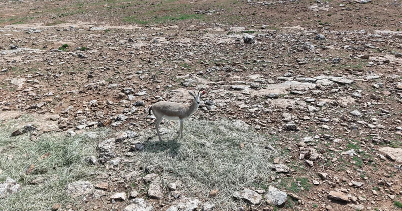 Urfa ceylanlarının envanteri yapay zeka desteğiyle çıkarılıyor