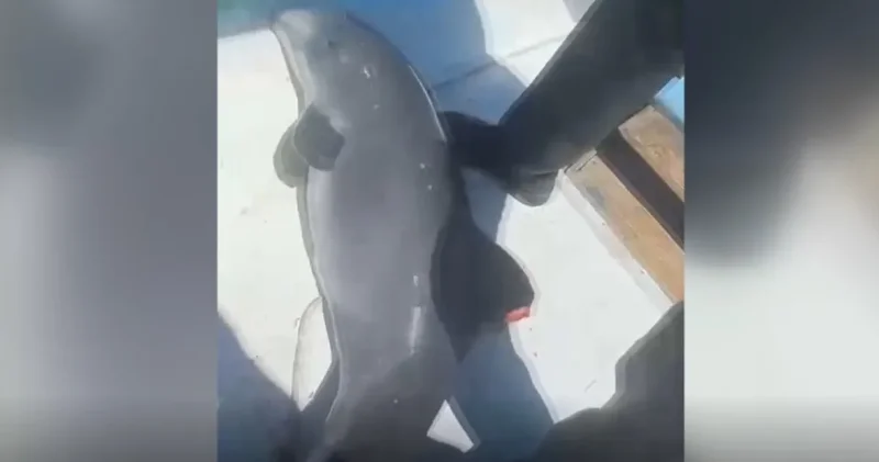 Ağa takılan yavru yunus balıkçılar sayesinde kurtuldu