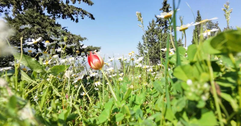 Manisa lalesine dokunan yandı: Cezası 699 bin lira