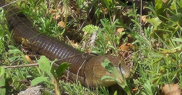 Demir yılan Bozkurt ta ortaya çıktı Denizli Haberleri