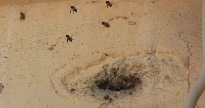 Yıllardır mahalleyi mesken tutan arıları çocukların attığı taş kızdırdı