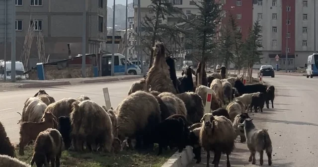Koyunlar refüjde otladı, sürücüler bekledi Hakkari Haberleri
