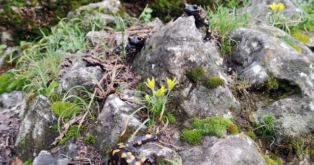 Yağmur yağışlarıyla birlikte Doğanın gizli kahramanları böcekler iş başı yaptı Erzincan Haberleri