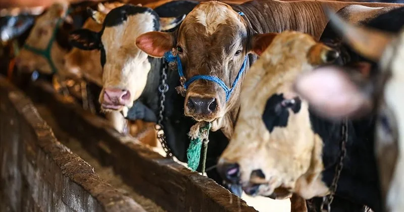Kurban bağışında link tuzağı: Dolandırıcıların yeni yöntemi deşifre oldu Sözcü Gazetesi