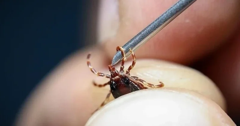 Tokat Zile de kene kabusu: 3 yaşındaki çocuğun durumu ciddiyetini koruyor Tokat Haberleri