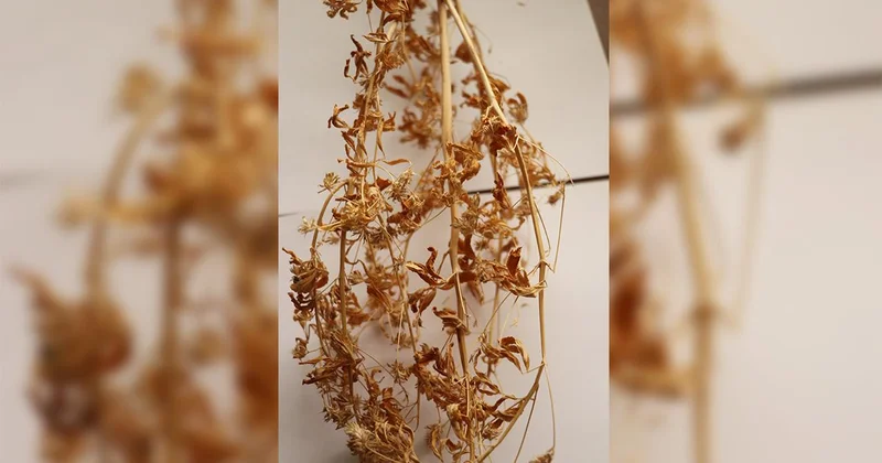 21 yıllık emekle geliştirilen “Ateş Mavisi” tescillendi