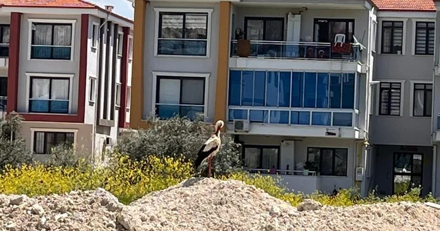 Yatağan ı leylekler mesken tuttu Muğla Haberleri