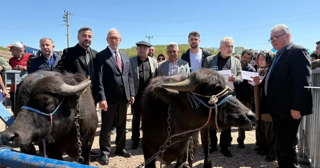 Kocaeli deki manda yetiştiricilerine 3,4 milyon liralık destek Kandıra nın meşhur mandası için hedef: Süt veriminde yüzde 80 artış Kocaeli Haberleri