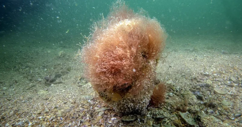 Tuzla sahilinde mucizevi keşif: Saate 6 litre arıtıyor