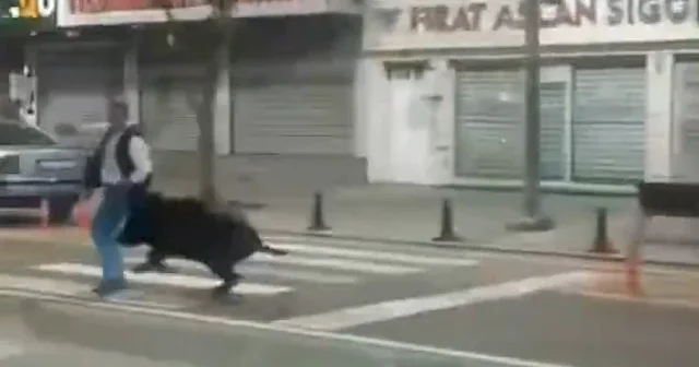 Batman da şehre inen domuz dehşeti: 3 vatandaşı yaraladığı anlar kamerada VİDEO İZLE