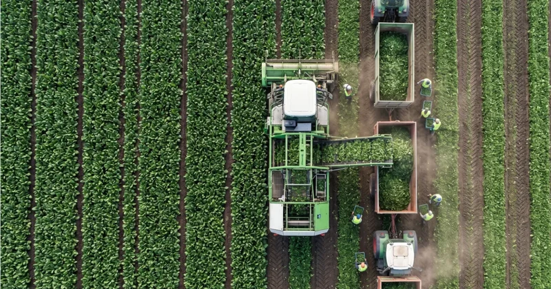 Tarlasına eken 30 günde servet topluyor: Gramla satılıyor, fiyatı altınla yarışıyor Sözcü Gazetesi