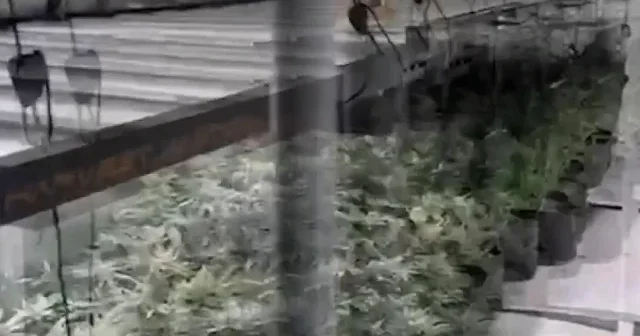 İzmir de sera düzeneği kurulan evde 4 kilo 50 gram esrar ele geçirildi VİDEO İZLE