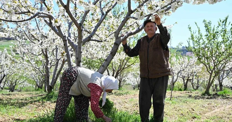 Türkiye nin tescilli kirazında 20 bin ton rekolte için gece nöbeti: Donmasın diye dumanladılar