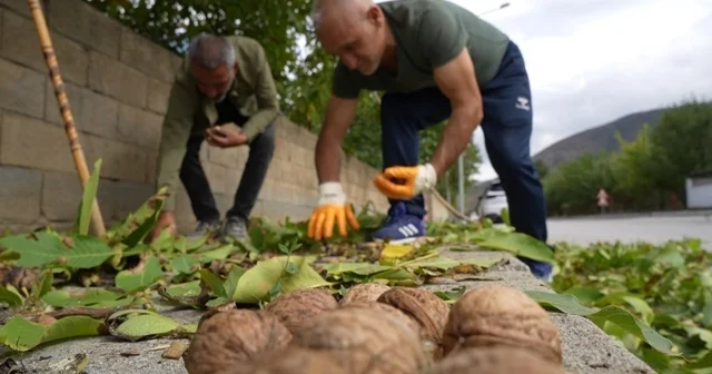 Ceviz üreticilerine antraknoz uyarısı Erzincan Haberleri